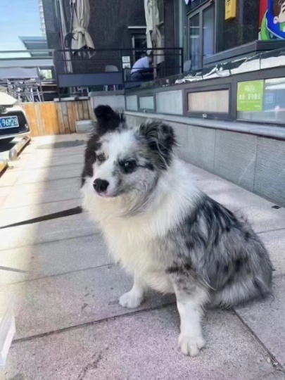 狗狗寻找主人高区联桥大厦一楼超市认领